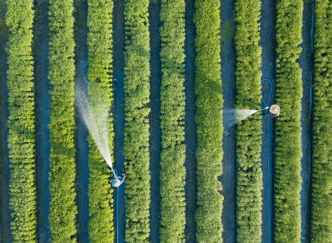 Greenhouse, Vegetables, Flowers, Agricultural engineering, Crop, Grow