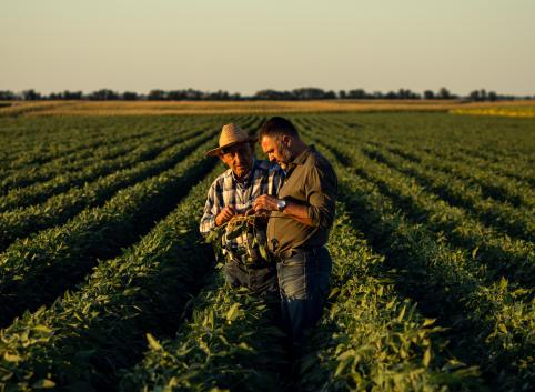 Two farmers in a field examining soy crop at sunset.