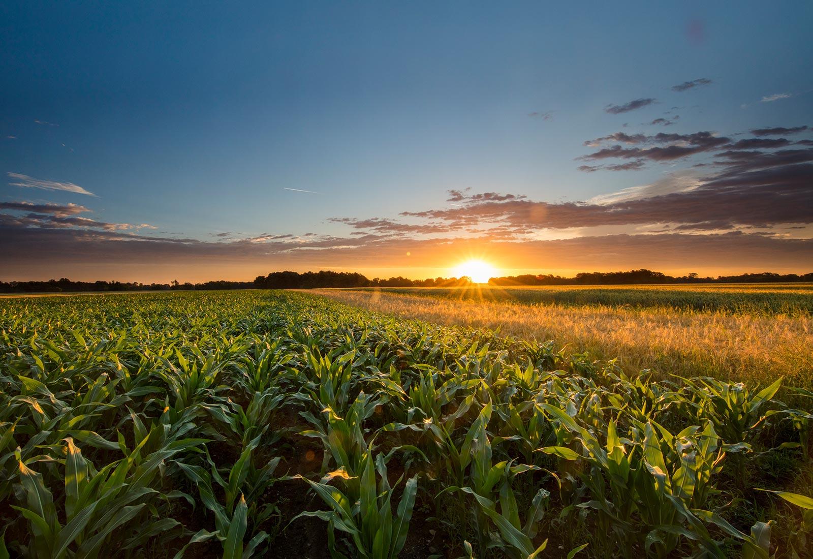 corn farm at sunset