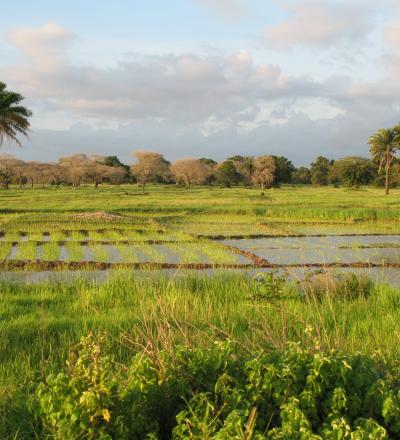 A landscape near of Diouloulou with rice crops in the region of Casamance, Senegal