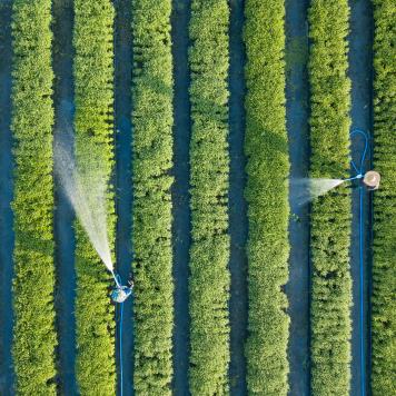 Greenhouse, Vegetables, Flowers, Agricultural engineering, Crop, Grow